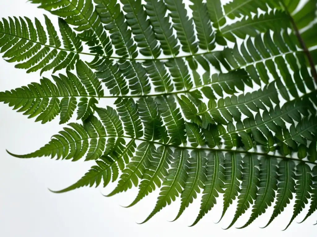 Detalle ultranítido de hoja de helecho verde exuberante con gotas de agua