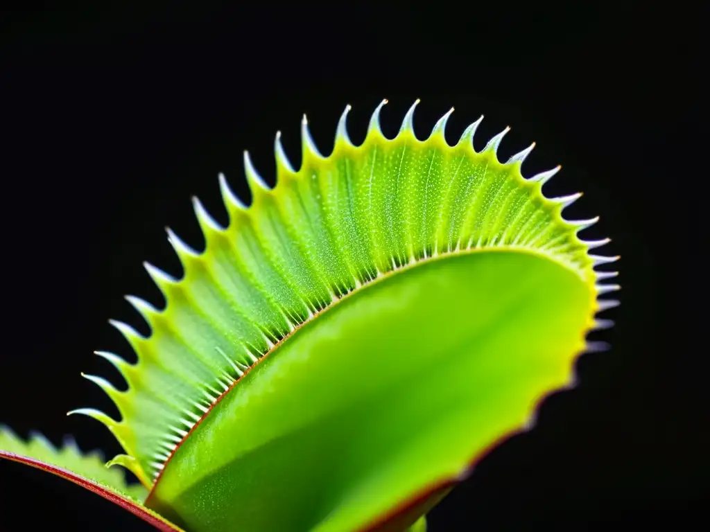 Detalle de Venus flytrap verde con trampas carnívoras en terrario, en fondo negro