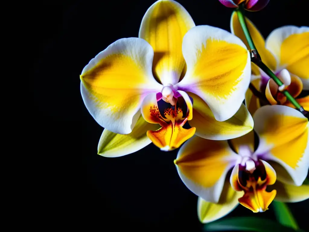 Detalle vibrante de una exótica orquídea saludable, resaltando sus intrincados pétalos coloridos