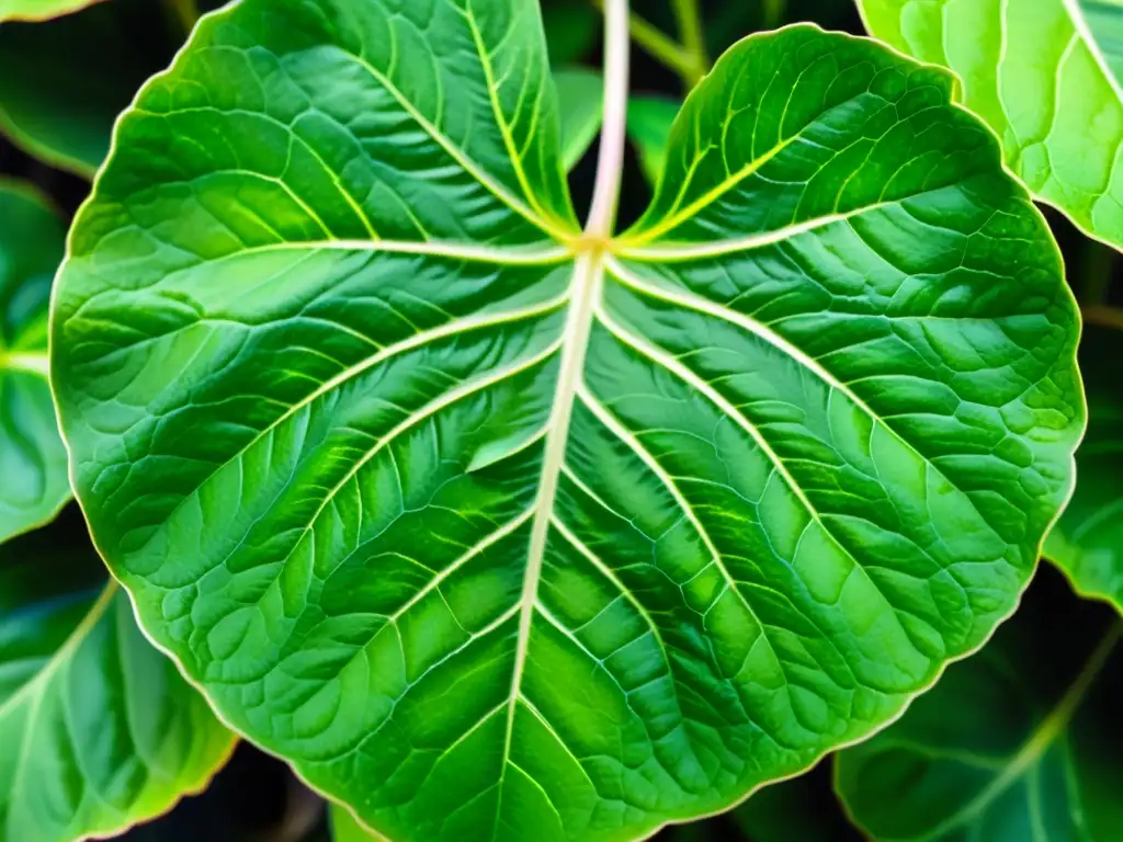 Detalles de hojas de Syngonium Podophyllum, elegante y vibrante