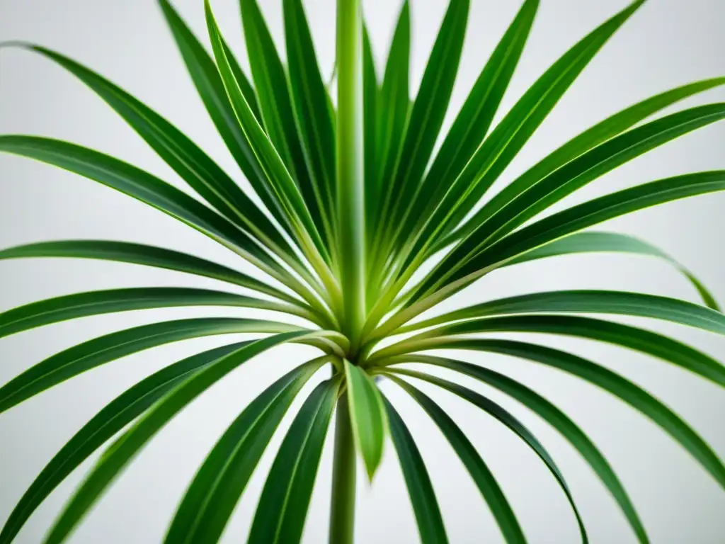 Detalles impresionantes de una planta araña verde exuberante en contraste con fondo blanco