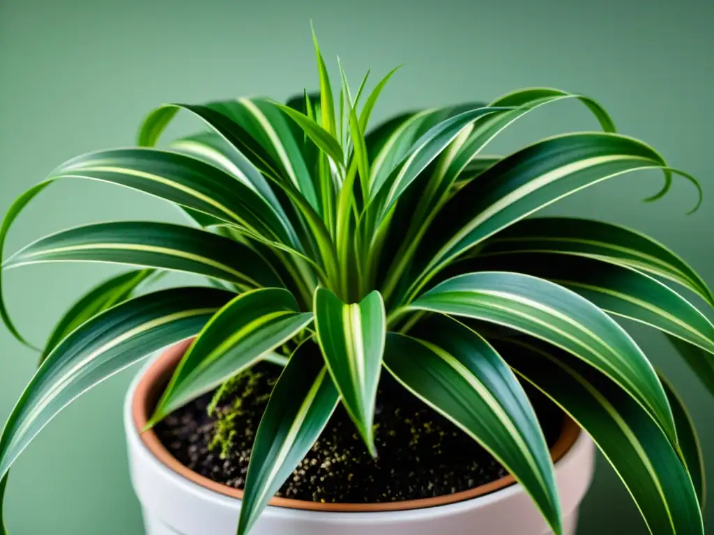 Detalles vibrantes de una planta de interior para enfriar, con hojas arqueadas y exuberantes en contraste con la maceta pálida