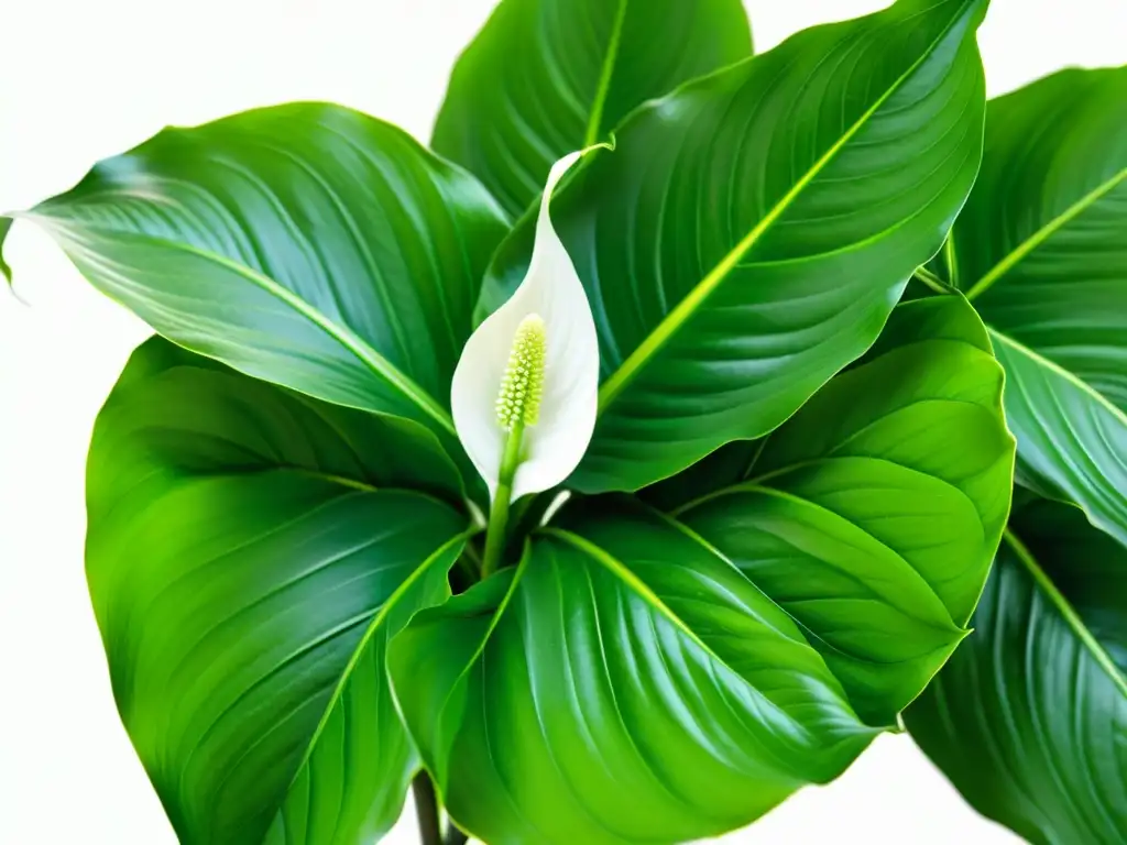 Efectos emocionales de las plantas de interior: Detalle de lirio de la paz con flores blancas y follaje exuberante en fondo blanco