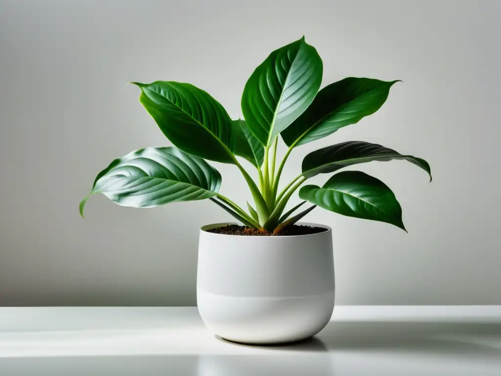 Un elegante diseño minimalista de una exuberante planta de interior en una maceta blanca, destacando la belleza natural