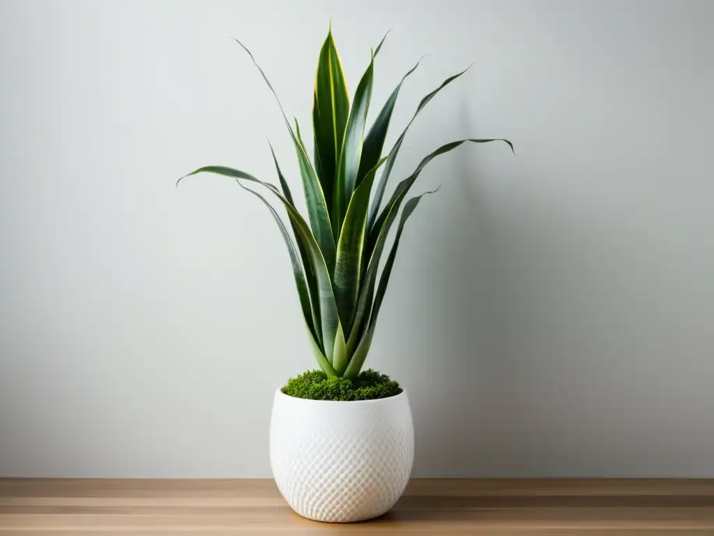 Un elegante macetero blanco con una espada de Sansevieria en un fondo blanco, exhibir plantas de interior con estilo