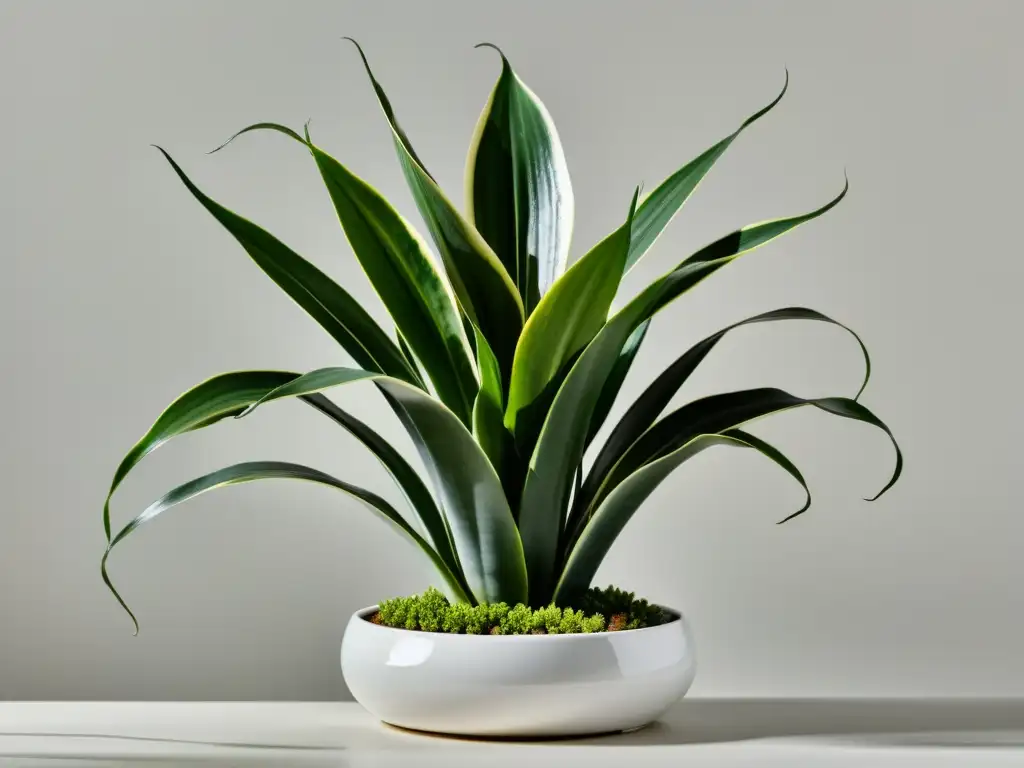 Una elegante Sansevieria en maceta blanca, con hojas variegadas en tonos de verde y amarillo