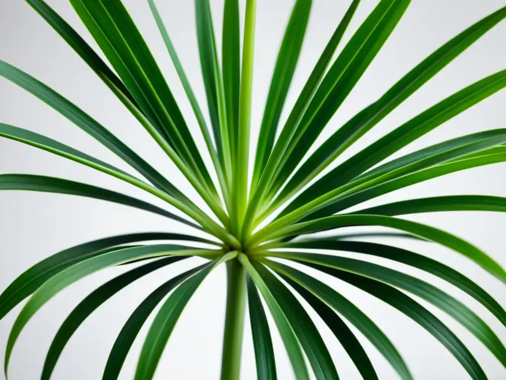 Una exquisita imagen de una planta araña verde exuberante en un fondo blanco