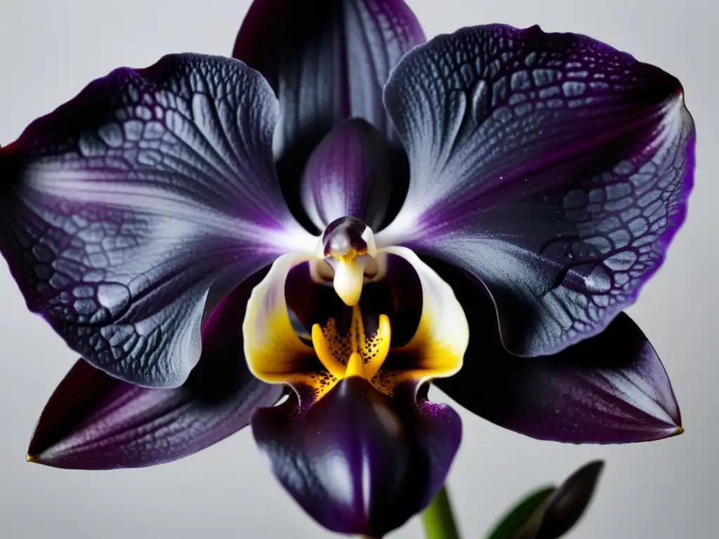 Una exquisita orquídea negra en primer plano sobre fondo blanco