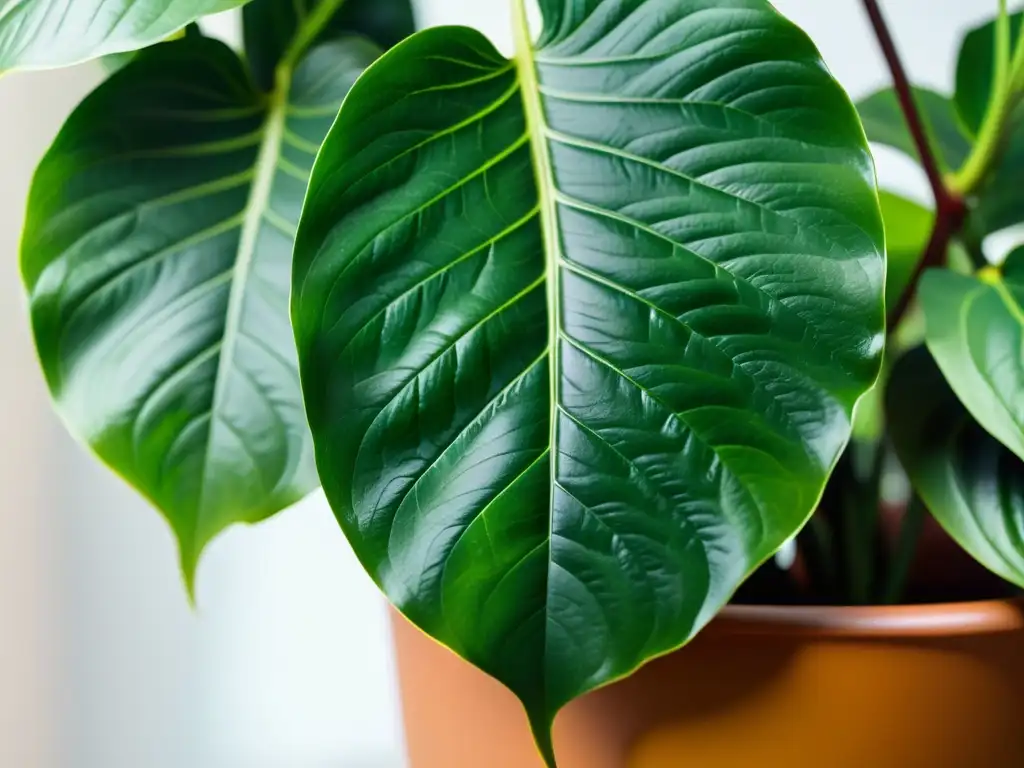 Una exquisita planta de interior con hojas vibrantes y cuidadas, evocando calma y serenidad