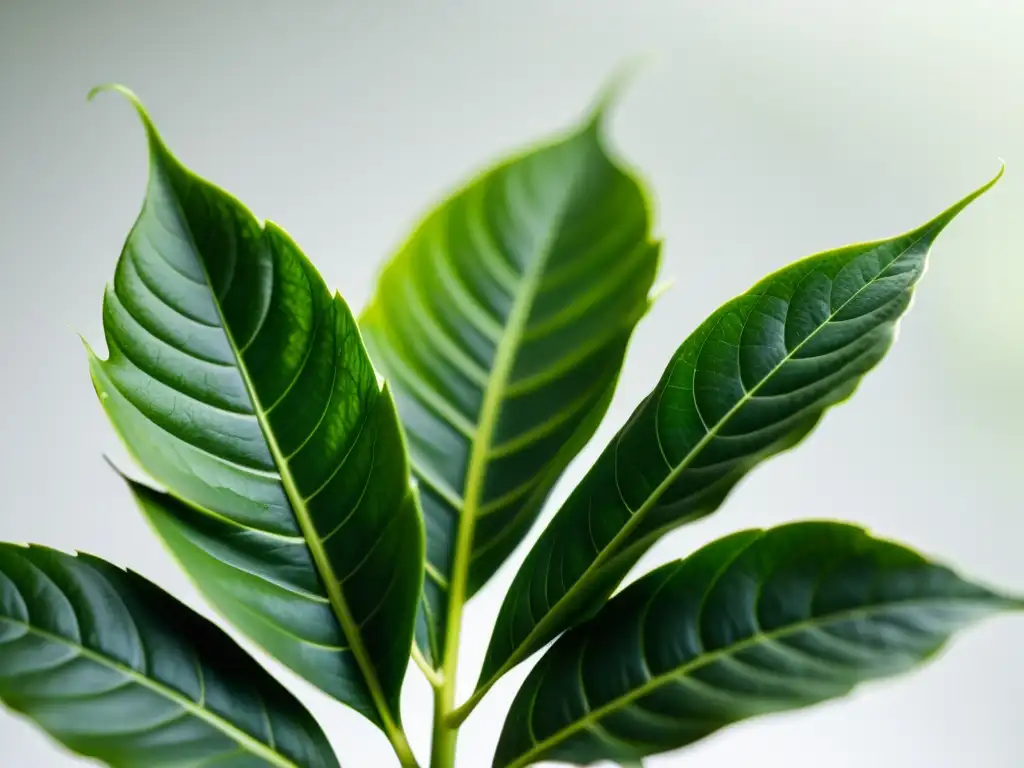 Una exquisita fotografía de plantas de interior: un primer plano de una exuberante planta verde, iluminada suavemente, resaltando su belleza natural