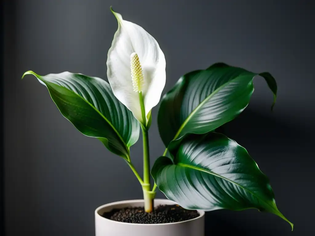 Una exuberante flor de la paz en maceta moderna, iluminada por luz suave en una habitación tenue