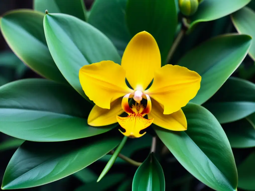 Una exuberante orquídea amarilla entre hojas verdes