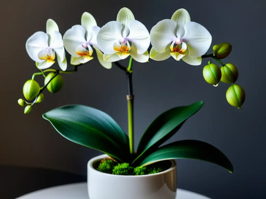 Una exuberante orquídea en una elegante maceta, reflejando armonía y serenidad