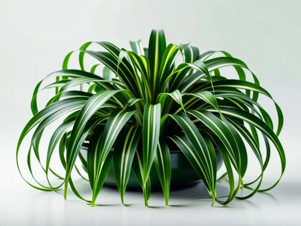 Una exuberante planta araña (Chlorophytum comosum) con hojas arqueadas y delicadas, en fondo blanco