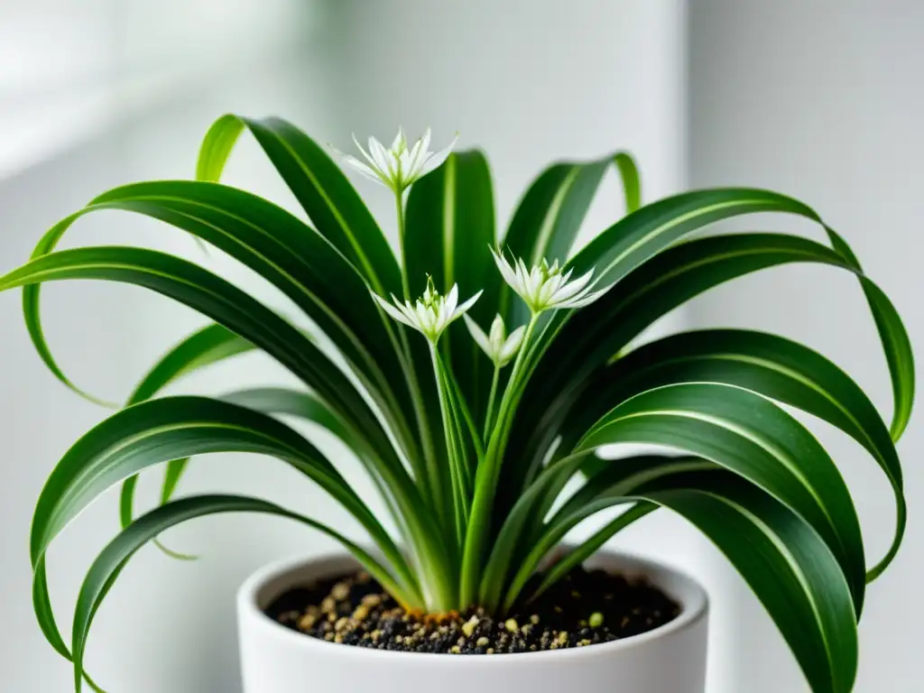 Una exuberante planta araña (Chlorophytum comosum) en maceta blanca, contra fondo blanco