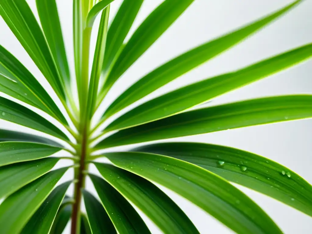 Una exuberante planta araña (Chlorophytum comosum) con gotas de rocío, realzando su belleza natural