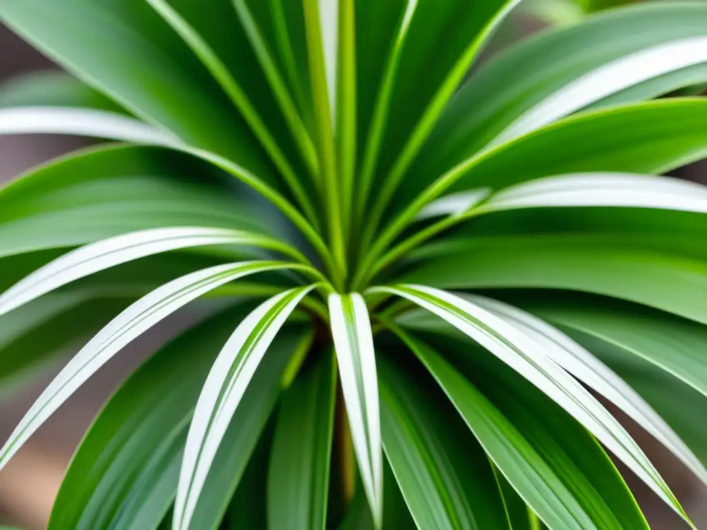 Una exuberante planta de araña (Chlorophytum comosum) con hojas arqueadas detalladas en verde intenso