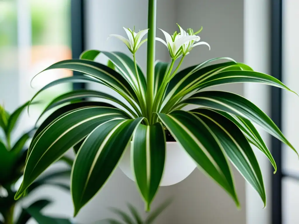 Una exuberante planta araña (Chlorophytum comosum) con flores blancas, en un espacio interior moderno