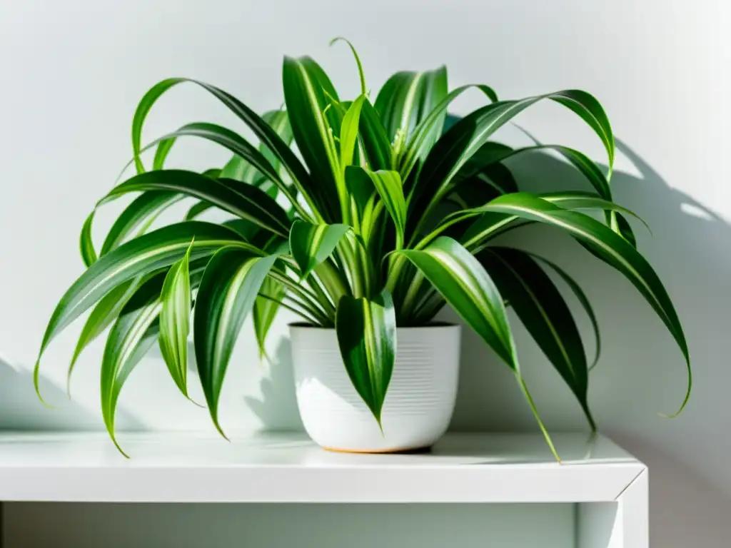 Una exuberante planta araña (Chlorophytum comosum) en un estante blanco, iluminada por luz natural