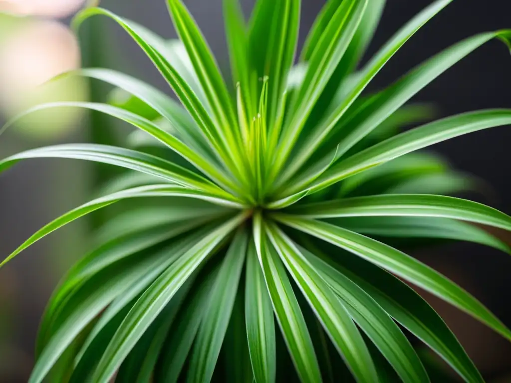 Una exuberante planta araña (Chlorophytum comosum) con hojas variegadas en primer plano, muestra su belleza natural