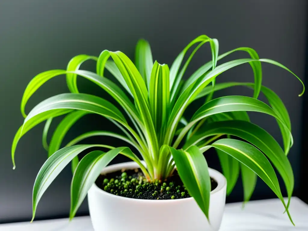 Una exuberante planta araña en maceta blanca, iluminada por luz natural, irradia armonía y beneficios para el hogar