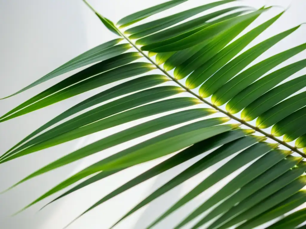 Una exuberante planta Kentia Palm en un elegante fondo blanco, iluminada por suave luz solar, transmite serenidad y sofisticación