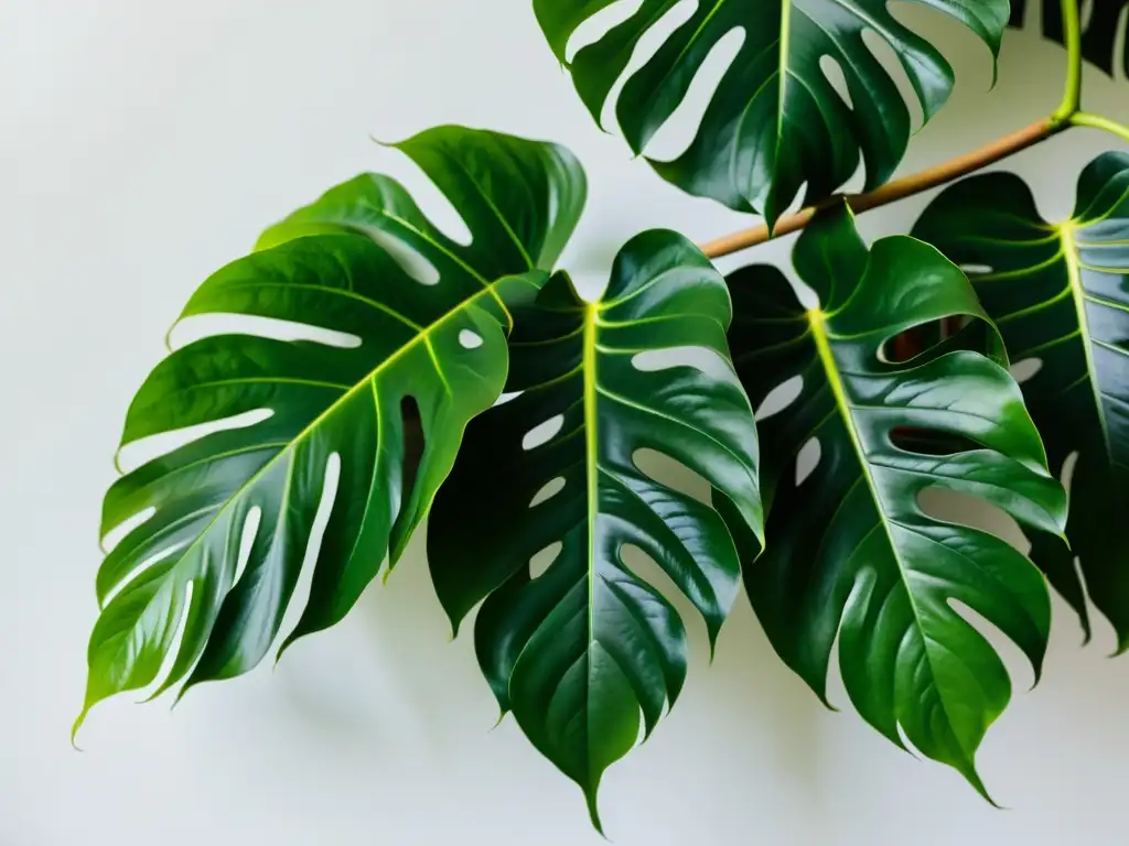 Una exuberante planta de filodendro trepador enredada en un sencillo enrejado contra una pared blanca, resaltando su belleza natural