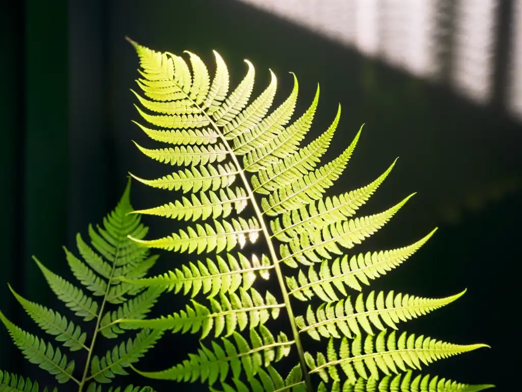 Una exuberante planta de helecho en un ambiente tenue, resaltando la belleza de las plantas de interior en áreas sombrías