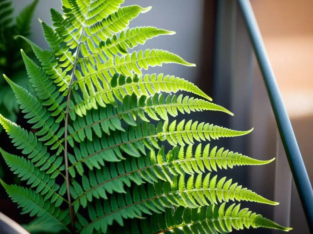 Una exuberante planta de helecho, iluminada por la suave luz natural en un balcón