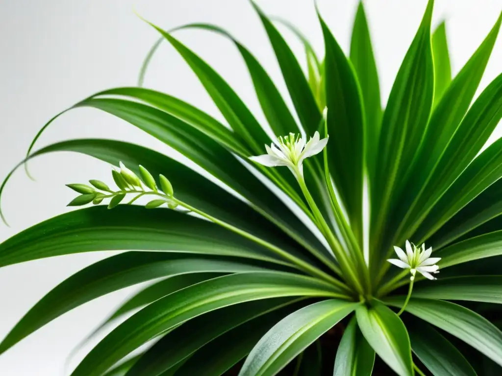 Una exuberante planta de araña con hojas arqueadas y flores blancas