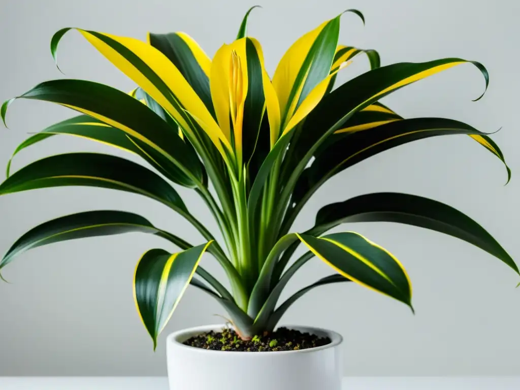 Una exuberante planta Dracaena con hojas largas y brillantes en una elegante maceta blanca, resalta su belleza con luz natural