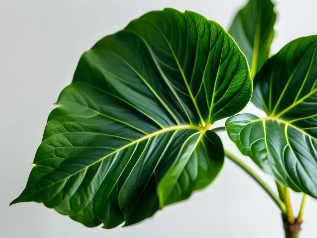 Una fotografía de alta definición de una exuberante planta de interior, resaltando su belleza y tranquilidad