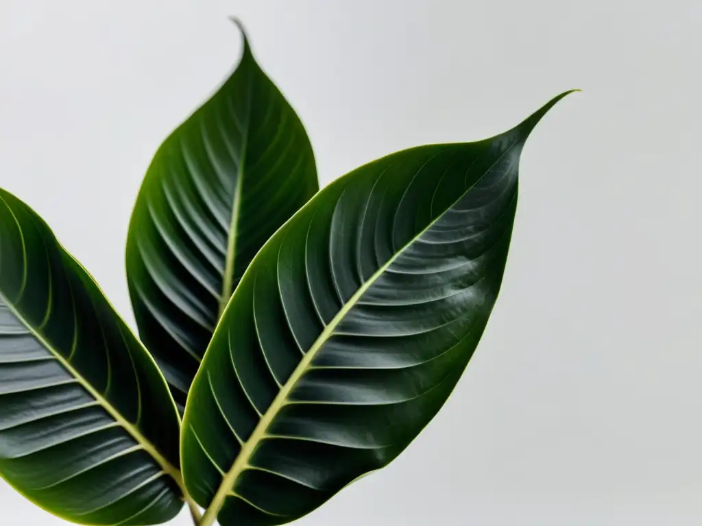 Una fotografía de alta resolución de una exuberante planta de interior en un elegante macetero moderno