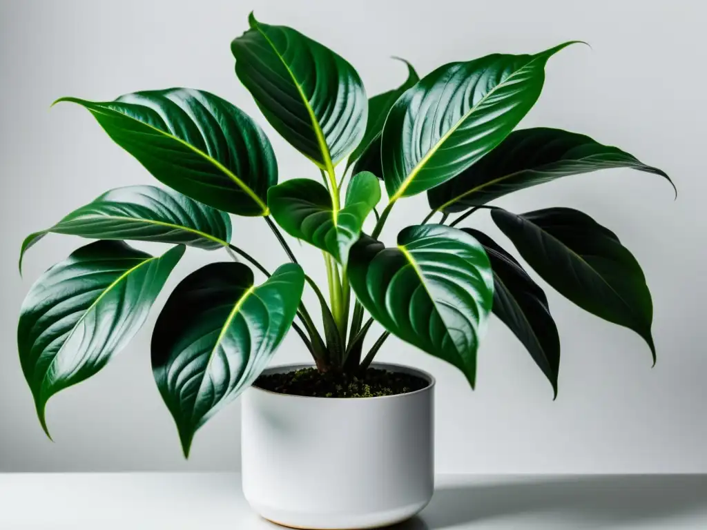 Una exuberante planta de interior con hojas brillantes y saludables en un fondo blanco limpio