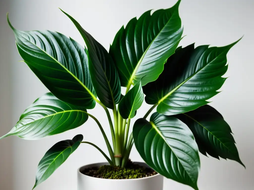 Una exuberante planta de interior con hojas verdes y patrones delicados, destacando su belleza natural