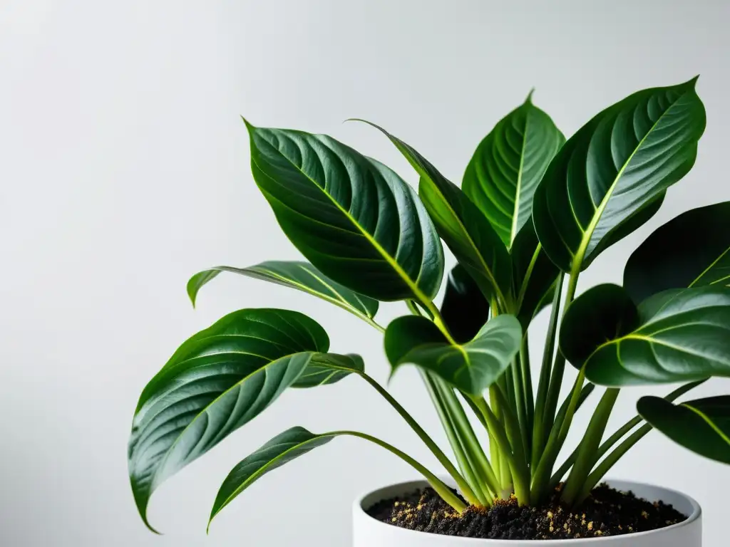 Una exuberante planta de interior con hojas vibrantes y saludables en un moderno macetero blanco