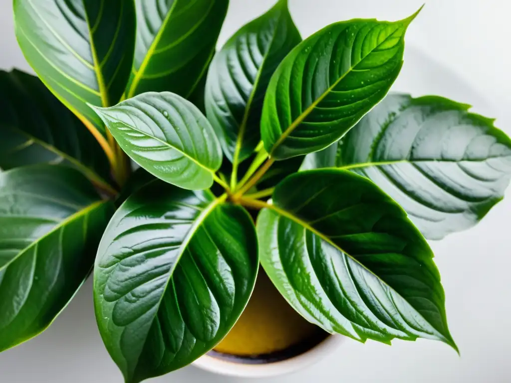 Una exuberante planta de interior con hojas brillantes y gotas de agua, en una maceta blanca