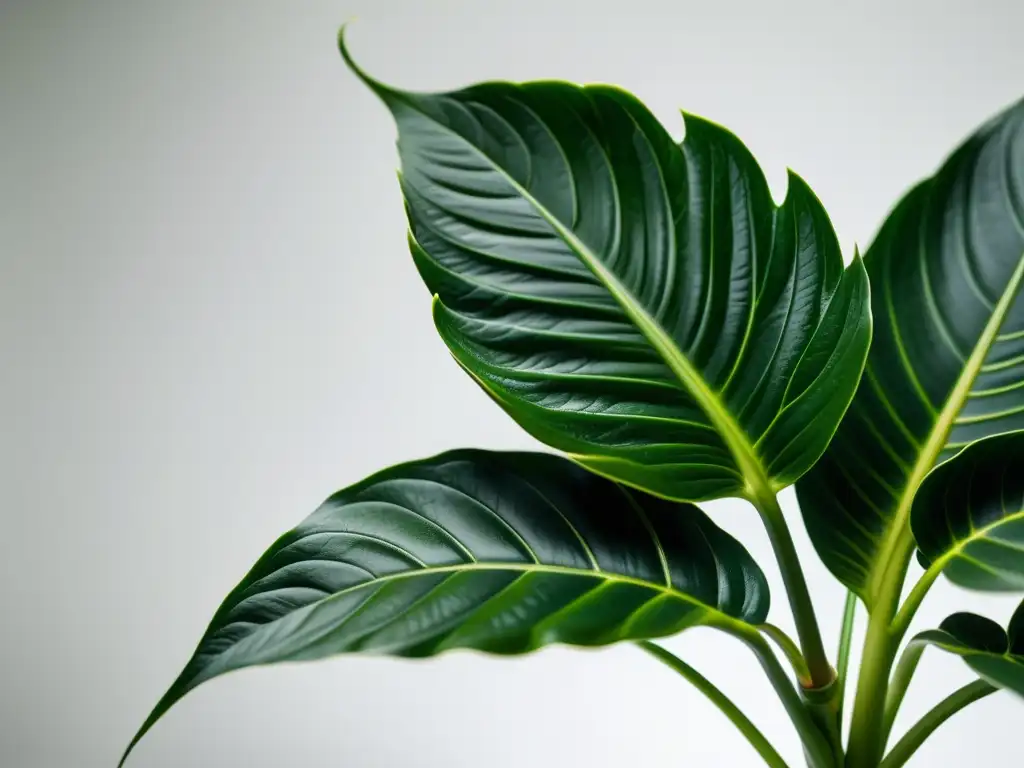 Una exuberante planta de interior con hojas delicadas y verdes en un fondo blanco