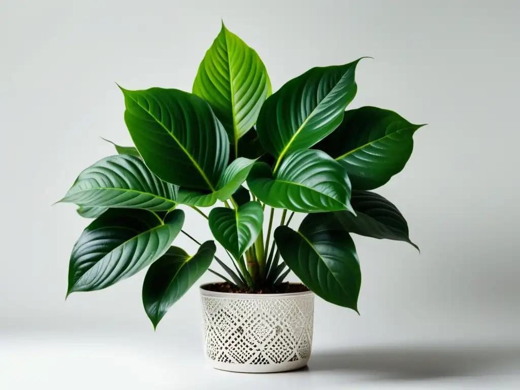 Una exuberante planta de interior con hojas sanas y vibrantes, exhibiendo patrones y texturas intrincados en un fondo blanco limpio