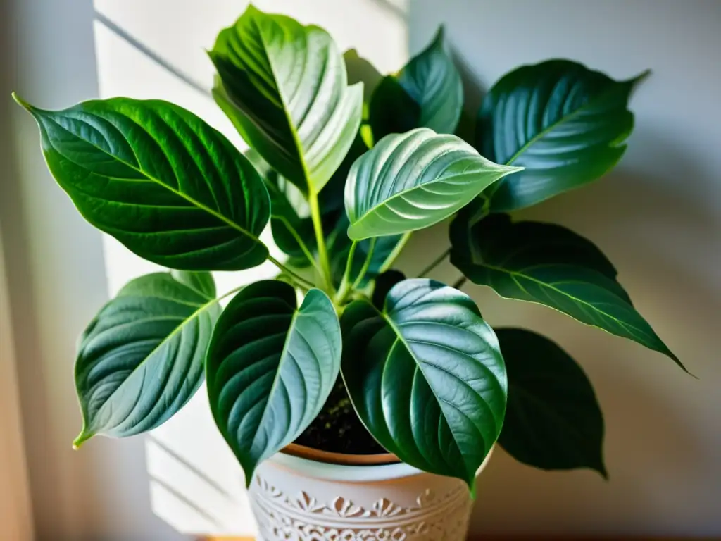 Una exuberante planta de interior iluminada con suavidad, con hojas vibrantes y patrones intricados