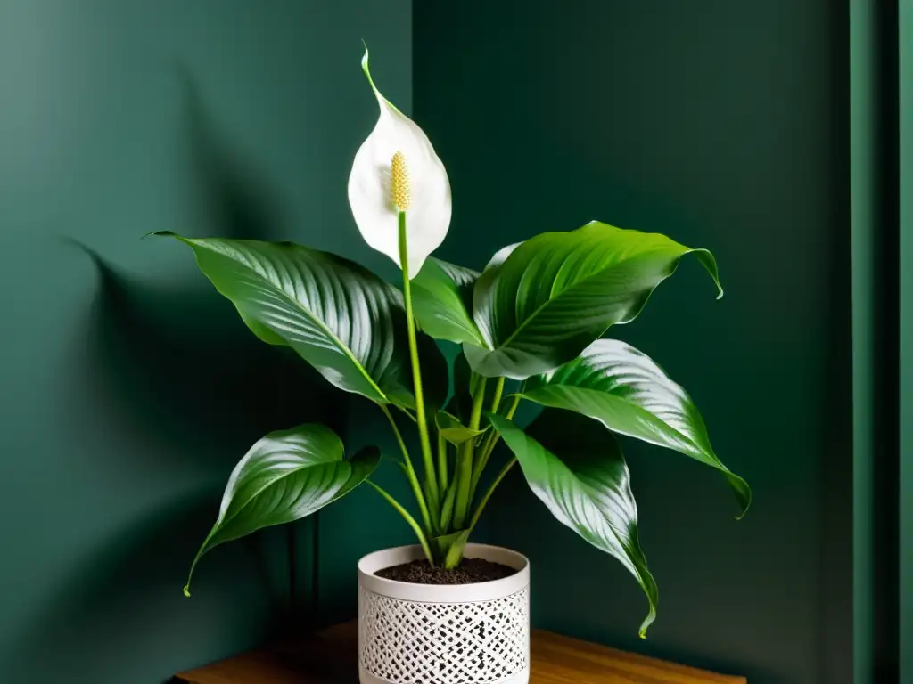 Una exuberante planta de interior, un lirio de la paz, se destaca en un elegante soporte en una habitación con luz suave, evocando serenidad y calma