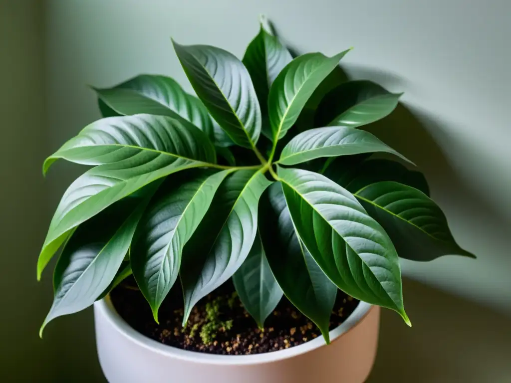 Una fotografía de alta resolución de una exuberante planta de interior con patrones intrincados en sus hojas