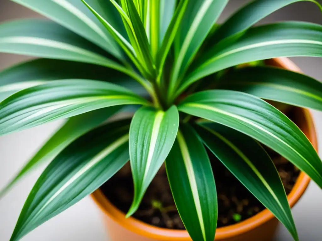 Fotografiando la exuberante planta de interior desde suelo, destacando su belleza natural en alta resolución