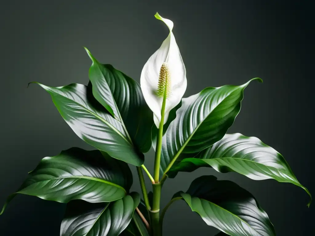 'Una exuberante planta de lirio de la paz floreciendo en una habitación con poca luz, destacando su elegante belleza y resistencia