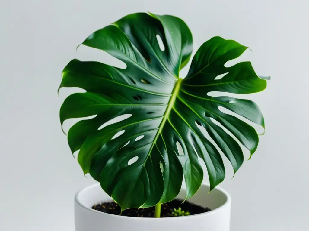 Una exuberante planta Monstera Deliciosa en una elegante maceta blanca, destaca sobre un fondo blanco