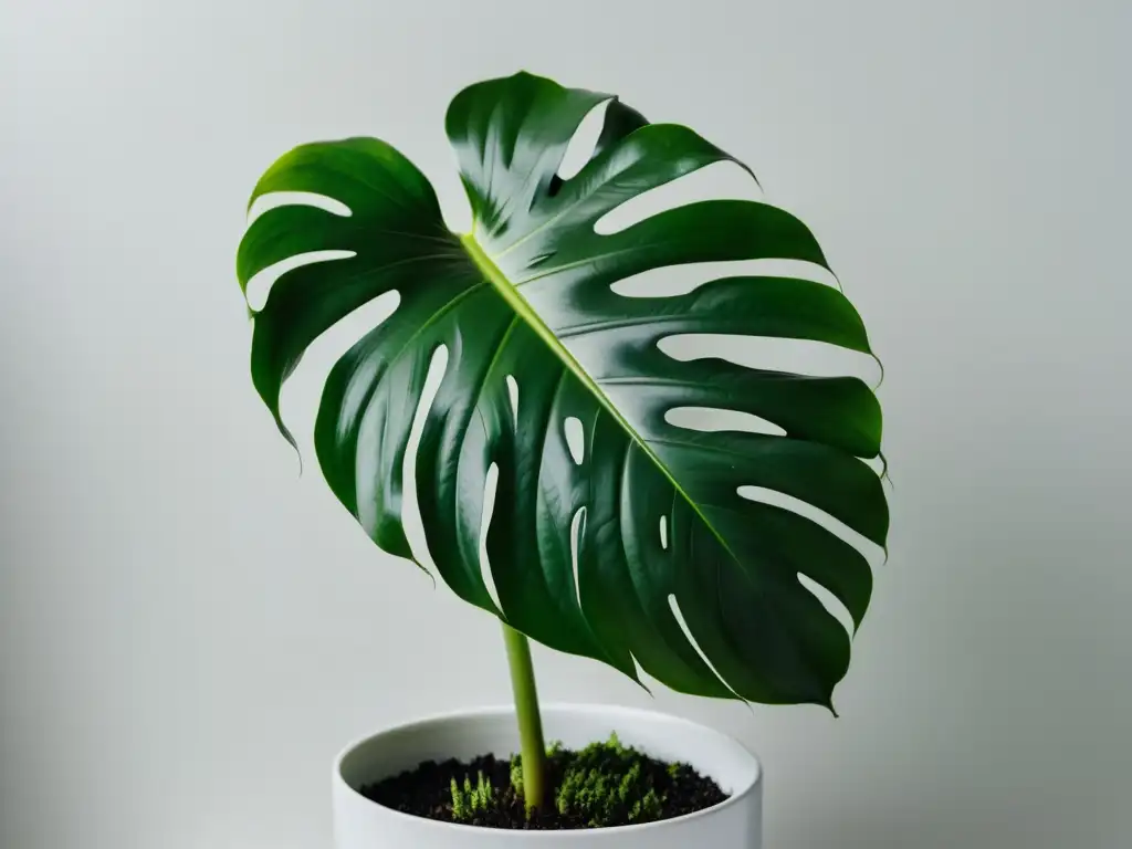 Una exuberante planta de monstera deliciosa en una maceta blanca, creando equilibrio asimétrico