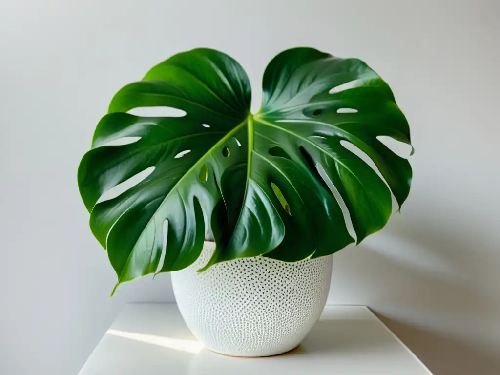 Una exuberante planta de monstera deliciosa en una elegante maceta blanca destaca en un fondo blanco, irradiando belleza y serenidad