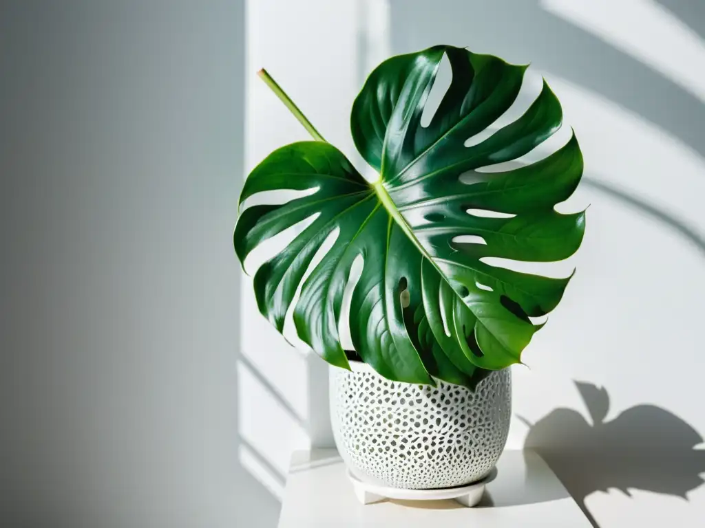 Una exuberante planta monstera verde en un soporte blanco moderno, destacando la importancia de las plantas de interior en la sociedad