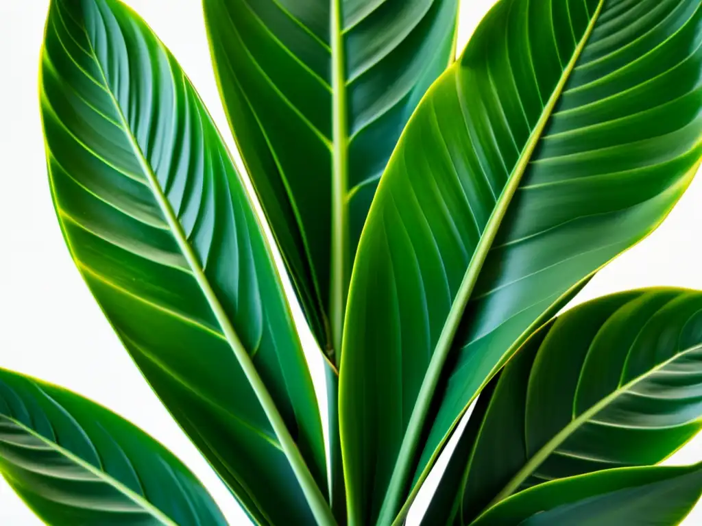 'Una exuberante planta de serpiente (Sansevieria trifasciata) en un fondo blanco, mostrando su elegancia y adaptabilidad a la poca luz