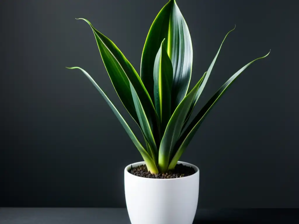 Una exuberante planta de serpiente (Sansevieria trifasciata) en maceta blanca moderna destaca en un fondo oscuro